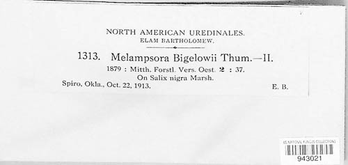 Melampsora bigelowii image